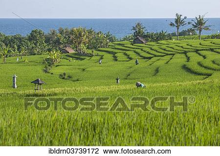 "Workers tending to plants in rice terraces, Ubud, Bali, Indonesia, Asia" View Large Photo Image Stock Image - "Workers tending to plants in rice terraces, Ubud, Bali, Indonesia, Asia". Fotosearch
