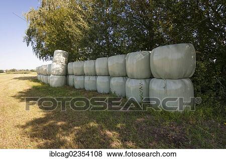 Stock Photo - "Wrapped round straw bales, silage, Dreieich-Goetzenhain, Hesse, Germany, Europe". Fotosearch