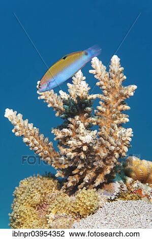 "Wrasse (Thalassoma sp. ) with young Acropora stone coral (Acropora sp). Makadi Bay, Hurghada, Egypt, Red Sea, Africa" View Large Photo Image Stock Image - "Wrasse (Thalassoma sp. ) with young Acropora stone coral (Acropora sp). Makadi Bay, Hurghada, Egypt, Red Sea, Africa". Fotosearch