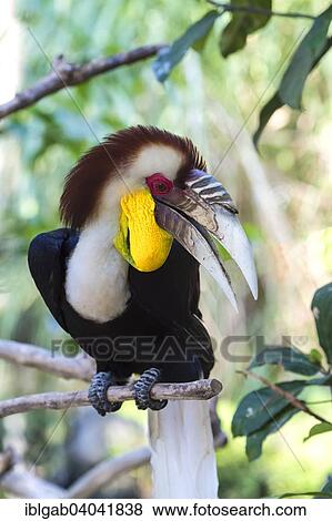 "Wreathed Hornbill or Bar-pouched Wreathed Hornbill (Rhyticeros undulatus), Bali Bird Park, Bali, Indonesia, Asia" View Large Photo Image Stock Photo - "Wreathed Hornbill or Bar-pouched Wreathed Hornbill (Rhyticeros undulatus), Bali Bird Park, Bali, Indonesia, Asia". Fotosearch