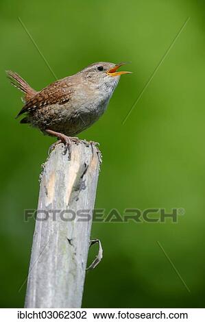 "Wren (Troglodytes troglodytes), singing on fence post, North Rhine-Westphalia, Germany, Europe" View Large Photo Image Stock Image - "Wren (Troglodytes troglodytes), singing on fence post, North Rhine-Westphalia, Germany, Europe". Fotosearch