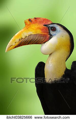 "Wrinkled Hornbill (Aceros corrugatus), male, portrait, native to Malaysia and Indonesia, captive, Germany, Europe" View Large Photo Image Stock Photograph - "Wrinkled Hornbill (Aceros corrugatus), male, portrait, native to Malaysia and Indonesia, captive, Germany, Europe". Fotosearch