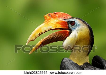 "Wrinkled Hornbill (Aceros corrugatus), male, portrait, native to Malaysia and Indonesia, captive, Germany, Europe" View Large Photo Image Stock Photography - "Wrinkled Hornbill (Aceros corrugatus), male, portrait, native to Malaysia and Indonesia, captive, Germany, Europe". Fotosearch