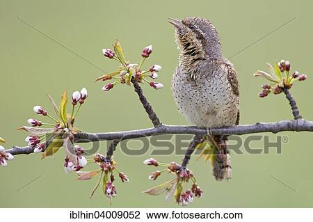 "Wryneck (Jynx torquilla), calling, spring, apple blossom, Saxony-Anhalt, Germany, Europe" View Large Photo Image Stock Image - "Wryneck (Jynx torquilla), calling, spring, apple blossom, Saxony-Anhalt, Germany, Europe". Fotosearch