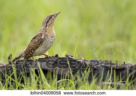 "Wryneck (Jynx torquilla) foraging for ants, Saxony-Anhalt, Germany, Europe" View Large Photo Image Stock Photo - "Wryneck (Jynx torquilla) foraging for ants, Saxony-Anhalt, Germany, Europe". Fotosearch