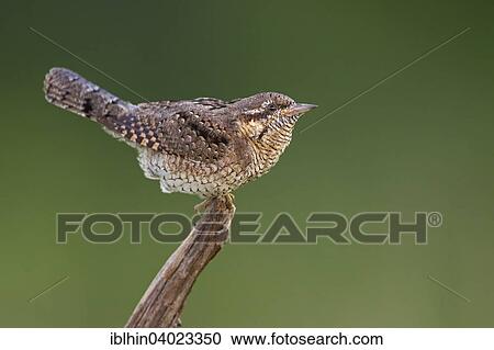 "Wryneck (Jynx torquilla), Middle Elbe Biosphere Reserve, Saxony-Anhalt, Germany, Europe" View Large Photo Image Stock Image - "Wryneck (Jynx torquilla), Middle Elbe Biosphere Reserve, Saxony-Anhalt, Germany, Europe". Fotosearch