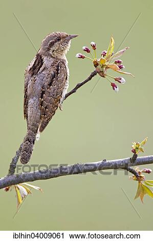 "Wryneck (Jynx torquilla), spring, apple blossom, Saxony-Anhalt, Germany, Europe" View Large Photo Image Stock Image - "Wryneck (Jynx torquilla), spring, apple blossom, Saxony-Anhalt, Germany, Europe". Fotosearch