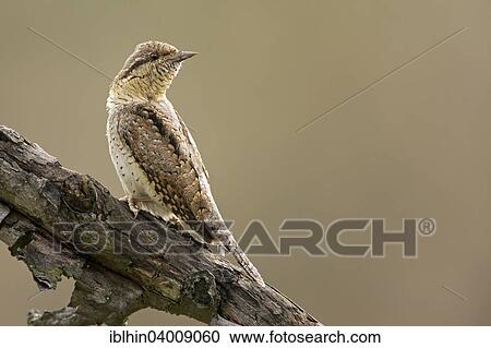 "Wryneck (Jynx torquilla), Saxony-Anhalt, Germany, Europe" View Large Photo Image Stock Image - "Wryneck (Jynx torquilla), Saxony-Anhalt, Germany, Europe". Fotosearch