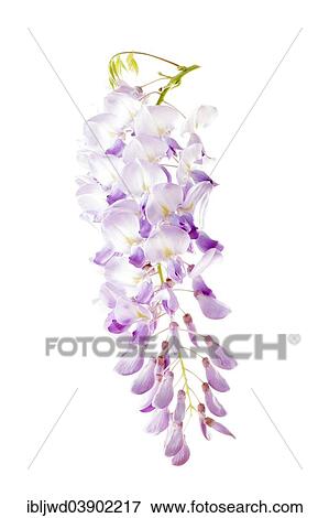 Wysteria (Wisteria) View Large Photo Image Stock Photo - Wysteria (Wisteria). Fotosearch
