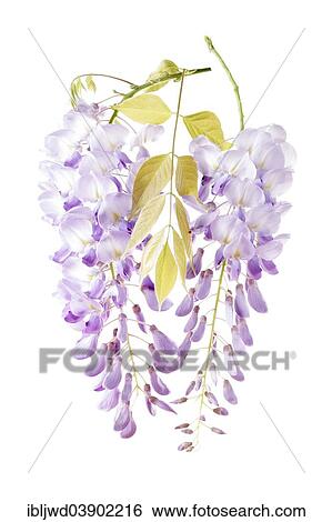 Wysteria (Wisteria) View Large Photo Image Stock Photograph - Wysteria (Wisteria). Fotosearch