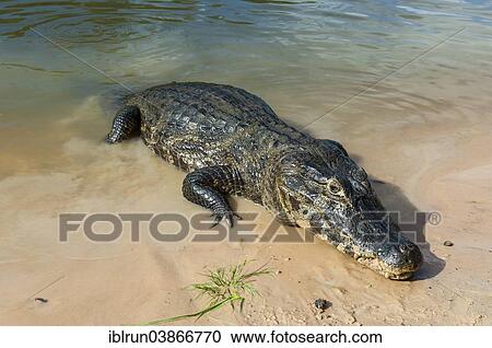 "Yacare Caiman (Caiman yacare), Pantanal, UNESCO World Heritage Site, Mato Grosso do Sul, Brazil, South America" View Large Photo Image Stock Image - "Yacare Caiman (Caiman yacare), Pantanal, UNESCO World Heritage Site, Mato Grosso do Sul, Brazil, South America". Fotosearch