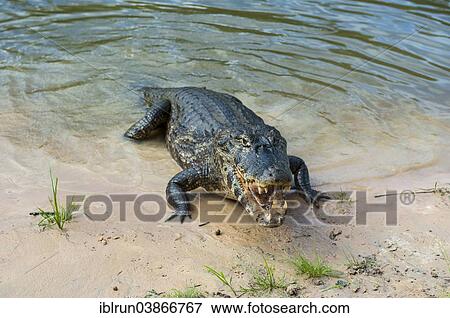 "Yacare Caiman (Caiman yacare), Pantanal, UNESCO World Heritage Site, Mato Grosso do Sul, Brazil, South America" View Large Photo Image Stock Photo - "Yacare Caiman (Caiman yacare), Pantanal, UNESCO World Heritage Site, Mato Grosso do Sul, Brazil, South America". Fotosearch