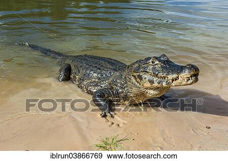 "Yacare Caiman (Caiman yacare), Pantanal, UNESCO World Heritage Site, Mato Grosso do Sul, Brazil, South America" View Large Photo Image Stock Photo - "Yacare Caiman (Caiman yacare), Pantanal, UNESCO World Heritage Site, Mato Grosso do Sul, Brazil, South America". Fotosearch