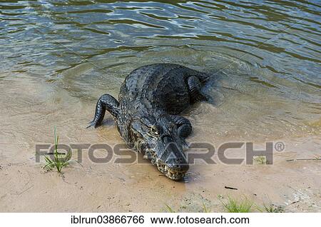 Stock Photograph - "Yacare Caiman (Caiman yacare), Pantanal, UNESCO World Heritage Site, Mato Grosso do Sul, Brazil, South America". Fotosearch