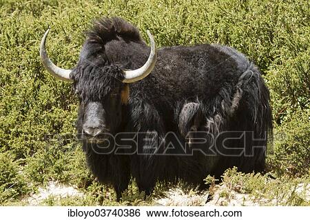 Stock Photograph - "Yak (Bos Grunniens), Nubra Valley, Ladakh, Jammu and Kashmir, India, Asia". Fotosearch