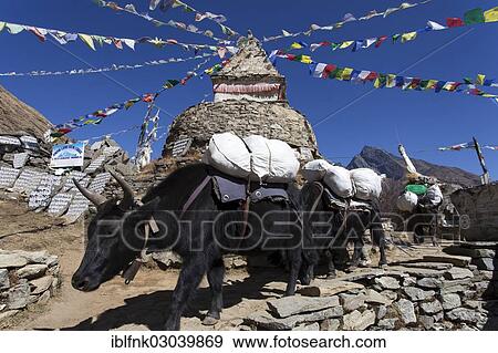 "Yaks (Bos mutus) in front of a Buddhist stupa with prayer flags, Sagarmatha National Park, Mongla, Khulna, Bagerhat, Nepal, Asia" View Large Photo Image Stock Photo - "Yaks (Bos mutus) in front of a Buddhist stupa with prayer flags, Sagarmatha National Park, Mongla, Khulna, Bagerhat, Nepal, Asia". Fotosearch