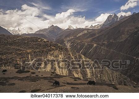 Stock Photo - "Yaks grazing in front of mountains, Gokyo Valley, Khumbu, Solukhumbu District, Everest Region, Nepal, Asia". Fotosearch