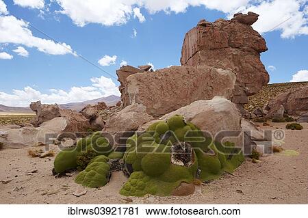 "Yareta or llareta (Azorella compacta) on the Altiplano, Potosi District, Bolivia, South America" View Large Photo Image Stock Image - "Yareta or llareta (Azorella compacta) on the Altiplano, Potosi District, Bolivia, South America". Fotosearch
