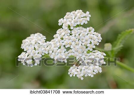 "Yarrow (Achillea millefolium), North Rhine-Westphalia, Germany, Europe" View Large Photo Image Stock Photo - "Yarrow (Achillea millefolium), North Rhine-Westphalia, Germany, Europe". Fotosearch