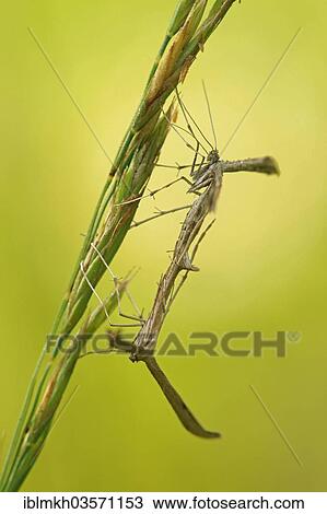 "Yarrow Plume Moths (Gillmeria pallidactyla), copula, Bad Hersfeld, Hesse, Germany, Europe" View Large Photo Image Stock Image - "Yarrow Plume Moths (Gillmeria pallidactyla), copula, Bad Hersfeld, Hesse, Germany, Europe". Fotosearch