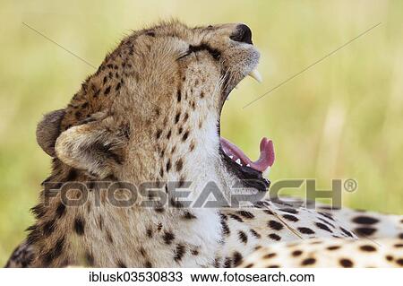 "Yawning Cheetah (Acinonyx jubatus), Massai Mara, Serengeti, Rift Valley province, Kenya, Africa" View Large Photo Image Stock Image - "Yawning Cheetah (Acinonyx jubatus), Massai Mara, Serengeti, Rift Valley province, Kenya, Africa". Fotosearch
