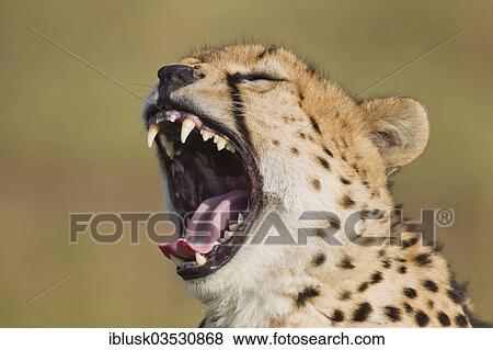 "Yawning Cheetah (Acinonyx jubatus), Massai Mara, Serengeti, Rift Valley province, Kenya, Africa" View Large Photo Image Stock Photo - "Yawning Cheetah (Acinonyx jubatus), Massai Mara, Serengeti, Rift Valley province, Kenya, Africa". Fotosearch