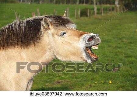 "Yawning horse, Norwegian fjord horse, Schleswig-Holstein, Germany, Europe" View Large Photo Image Stock Image - "Yawning horse, Norwegian fjord horse, Schleswig-Holstein, Germany, Europe". Fotosearch