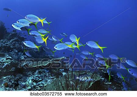 "Yellow and Blueback Fusiliers (Caesio teres), Raja Ampat, West Papua, Indonesia, Asia" View Large Photo Image Stock Photography - "Yellow and Blueback Fusiliers (Caesio teres), Raja Ampat, West Papua, Indonesia, Asia". Fotosearch