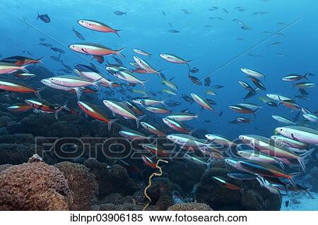 Stock Photography - "Yellow and Blueback Fusiliers or Yellow-tail Fusiliers (Caesio teres) and Dark-banded Fusiliers (Pterocaesio tile), swarm at a coral reef, Lhaviyani Atoll, Indian Ocean, Maldives, Asia". Fotosearch