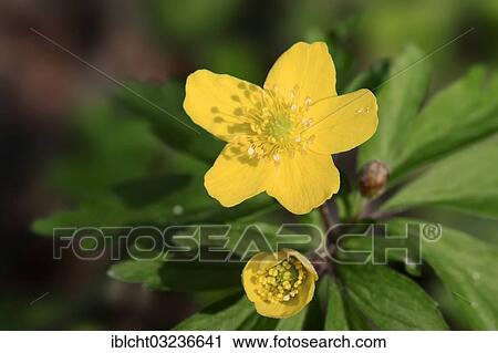 "Yellow Anemone, Yellow Wood Anemone or Buttercup Anemone (Anemone ranunculoides), North Rhine-Westphalia, Germany, Europe" View Large Photo Image Stock Image - "Yellow Anemone, Yellow Wood Anemone or Buttercup Anemone (Anemone ranunculoides), North Rhine-Westphalia, Germany, Europe". Fotosearch