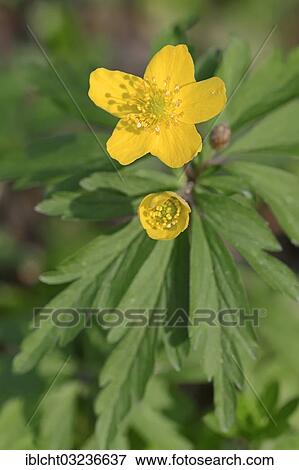 "Yellow Anemone, Yellow Wood Anemone or Buttercup Anemone (Anemone ranunculoides), North Rhine-Westphalia, Germany, Europe" View Large Photo Image Stock Photo - "Yellow Anemone, Yellow Wood Anemone or Buttercup Anemone (Anemone ranunculoides), North Rhine-Westphalia, Germany, Europe". Fotosearch