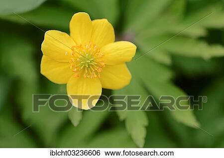 "Yellow Anemone, Yellow Wood Anemone or Buttercup Anemone (Anemone ranunculoides), North Rhine-Westphalia, Germany, Europe" View Large Photo Image Stock Photograph - "Yellow Anemone, Yellow Wood Anemone or Buttercup Anemone (Anemone ranunculoides), North Rhine-Westphalia, Germany, Europe". Fotosearch