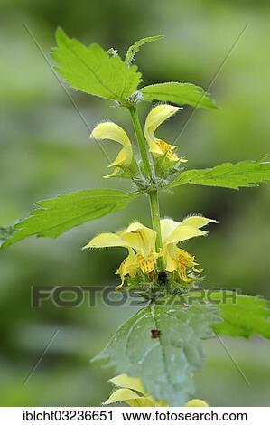 Stock Image - "Yellow Archangel, nettle (Lamium galeobdolon), stem with flowers, North Rhine-Westphalia, Germany, Europe". Fotosearch