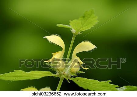 "Yellow Archangel, nettle (Lamium galeobdolon), stem with flowers, North Rhine-Westphalia, Germany, Europe" View Large Photo Image Stock Image - "Yellow Archangel, nettle (Lamium galeobdolon), stem with flowers, North Rhine-Westphalia, Germany, Europe". Fotosearch