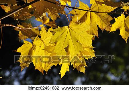 "Yellow autumn leaves, Norway Maple (Acer platanoides), Enzenreuth, Franconian Switzerland, Middle Franconia, Bavaria, Germany, Europe" View Large Photo Image Stock Image - "Yellow autumn leaves, Norway Maple (Acer platanoides), Enzenreuth, Franconian Switzerland, Middle Franconia, Bavaria, Germany, Europe". Fotosearch