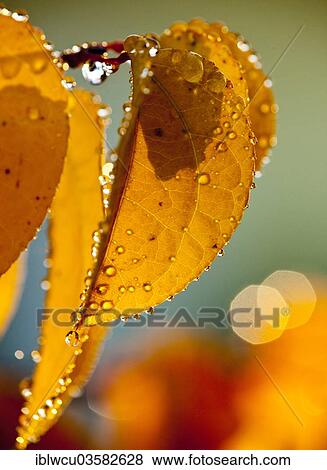 "Yellow autumn leaves, wet with water drops in the early morning backlight" View Large Photo Image Stock Photo - "Yellow autumn leaves, wet with water drops in the early morning backlight". Fotosearch