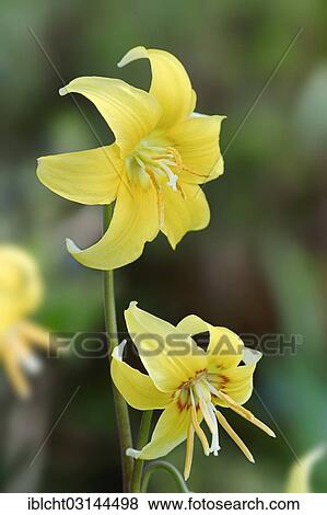 "Yellow avalanche lily, glacier lily or dogtooth fawn lily (Erythronium grandiflorum), North Rhine-Westphalia, Germany, Europe" View Large Photo Image Stock Photo - "Yellow avalanche lily, glacier lily or dogtooth fawn lily (Erythronium grandiflorum), North Rhine-Westphalia, Germany, Europe". Fotosearch
