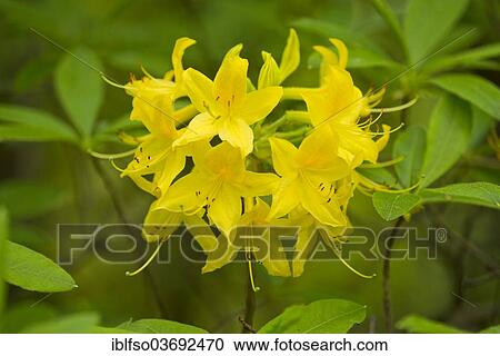 "Yellow Azalea or Honeysuckle Azalea (Rhododendron luteum, Azalea pontica), flowering, garden plant, native to Eastern Europe, Turkey and the Caucasus, Saxony, Germany, Europe" View Large Photo Image Stock Image - "Yellow Azalea or Honeysuckle Azalea (Rhododendron luteum, Azalea pontica), flowering, garden plant, native to Eastern Europe, Turkey and the Caucasus, Saxony, Germany, Europe". Fotosearch