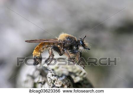 "Yellow Bee-like Robber-fly (Laphria flava), lying in wait, Hesse, Germany, Europe" View Large Photo Image Stock Photograph - "Yellow Bee-like Robber-fly (Laphria flava), lying in wait, Hesse, Germany, Europe". Fotosearch