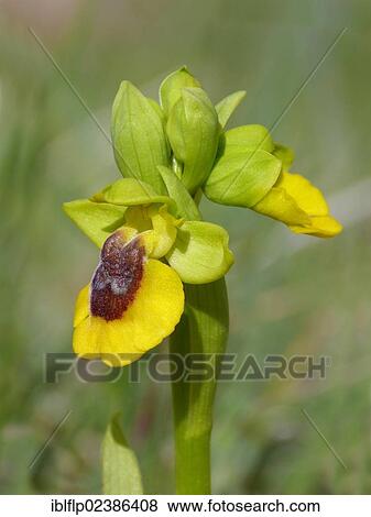 "Yellow Bee Orchid (Ophrys lutea), close-up of flowers, Andalucia, Spain, Europe" View Large Photo Image Stock Photo - "Yellow Bee Orchid (Ophrys lutea), close-up of flowers, Andalucia, Spain, Europe". Fotosearch