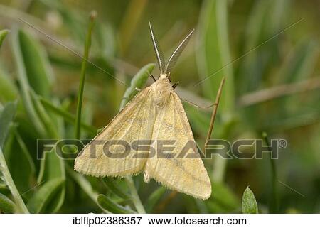 "Yellow Belle (Semiaspilates ochrearia), adult male, resting in sand dunes, Pembrey Country Park, Llanelli, Carmarthenshire, Wales, United Kingdom, Europe" View Large Photo Image Stock Photo - "Yellow Belle (Semiaspilates ochrearia), adult male, resting in sand dunes, Pembrey Country Park, Llanelli, Carmarthenshire, Wales, United Kingdom, Europe". Fotosearch
