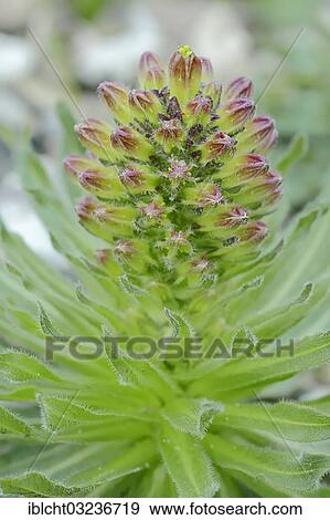 Stock Photo - "Yellow Bellflower (Campanula thyrsoides), Alpen, Austria, Europe". Fotosearch