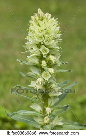 "Yellow Bellflower (Campanula thyrsoides), flowering, native to the Alps, the Jura Mountains and the Balkan peninsula, Thuringia, Germany, Europe" View Large Photo Image Stock Photograph - "Yellow Bellflower (Campanula thyrsoides), flowering, native to the Alps, the Jura Mountains and the Balkan peninsula, Thuringia, Germany, Europe". Fotosearch