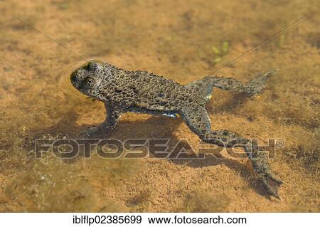 "Yellow-bellied Toad (Bombina variegata), adult, swimming in pond, Mattheiser Wald, Rhineland-Palatinate, Germany, Europe" View Large Photo Image Stock Photo - "Yellow-bellied Toad (Bombina variegata), adult, swimming in pond, Mattheiser Wald, Rhineland-Palatinate, Germany, Europe". Fotosearch