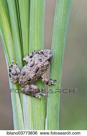 "Yellow-bellied Toad (Bombina variegata), young, Burgenland, Austria, Europe" View Large Photo Image Stock Photograph - "Yellow-bellied Toad (Bombina variegata), young, Burgenland, Austria, Europe". Fotosearch
