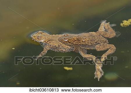 "Yellow-bellied Toads (Bombina variegata scabra), male and female in the water, Central Macedonia, Greece, Europe" View Large Photo Image Stock Image - "Yellow-bellied Toads (Bombina variegata scabra), male and female in the water, Central Macedonia, Greece, Europe". Fotosearch