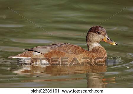 "Yellow-billed Duck (Anas undulata undulata), native to Africa, in captivity, Germany, Europe" View Large Photo Image Stock Image - "Yellow-billed Duck (Anas undulata undulata), native to Africa, in captivity, Germany, Europe". Fotosearch