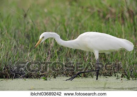 Stock Image - "Yellow-billed Egret or Intermediate Egret (Egretta intermedia, Mesophoyx intermedia, Ardea intermedia) foraging for food, Keoladeo National Park, Bharatpur, Rajasthan, India, Asia". Fotosearch