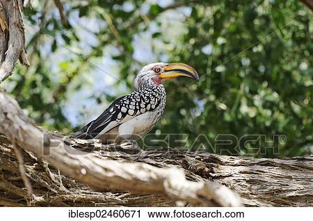 Stock Image - "Yellow-billed Hornbill (Tockus flavirostris), Brandberg, Damaraland, Kunene Region, Namibia, Africa". Fotosearch