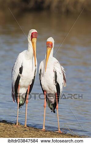 "Yellow-billed Stork (Mycteria ibis), pair, male on the left, during the breeding season, at the lakeshore, Sunset Dam, Kruger National Park, South Africa, Africa" View Large Photo Image Picture - "Yellow-billed Stork (Mycteria ibis), pair, male on the left, during the breeding season, at the lakeshore, Sunset Dam, Kruger National Park, South Africa, Africa". Fotosearch
